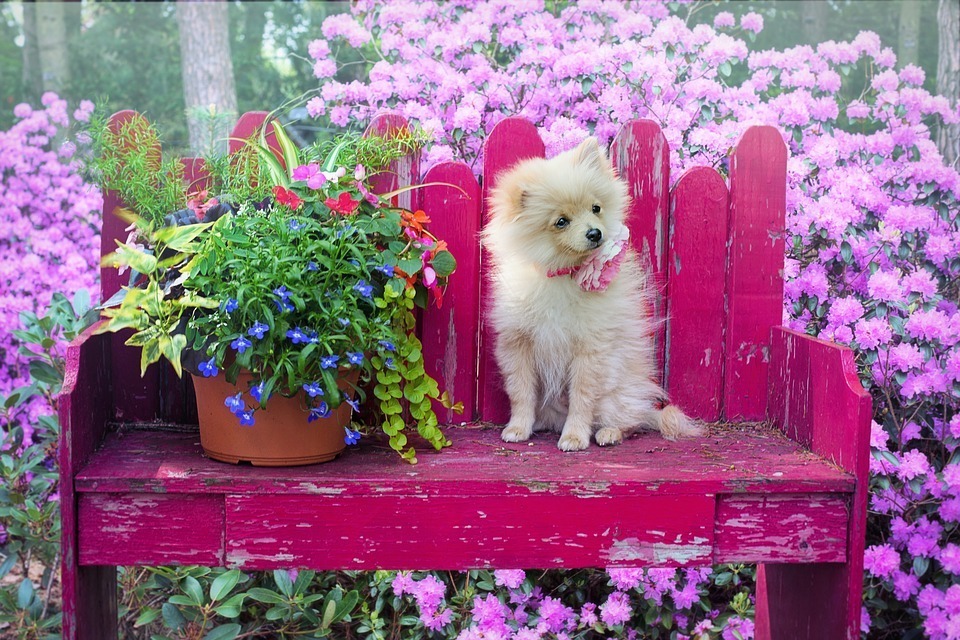 pomeranian original breed