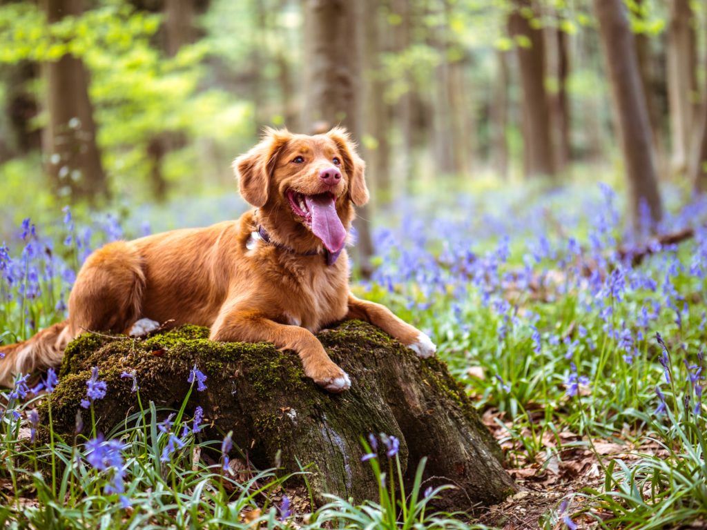 dog wellness