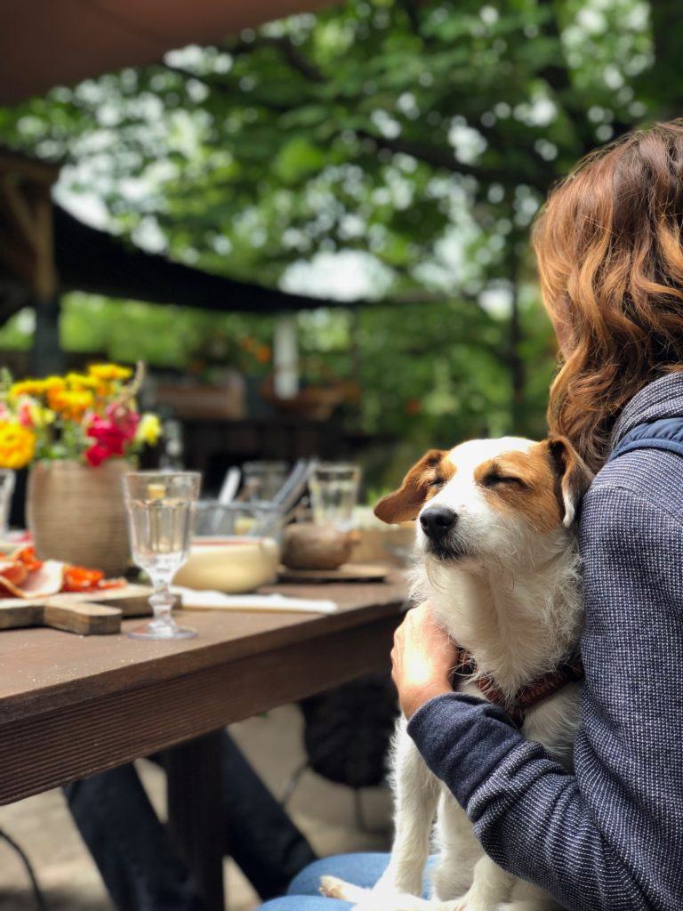 Dogs in pubs