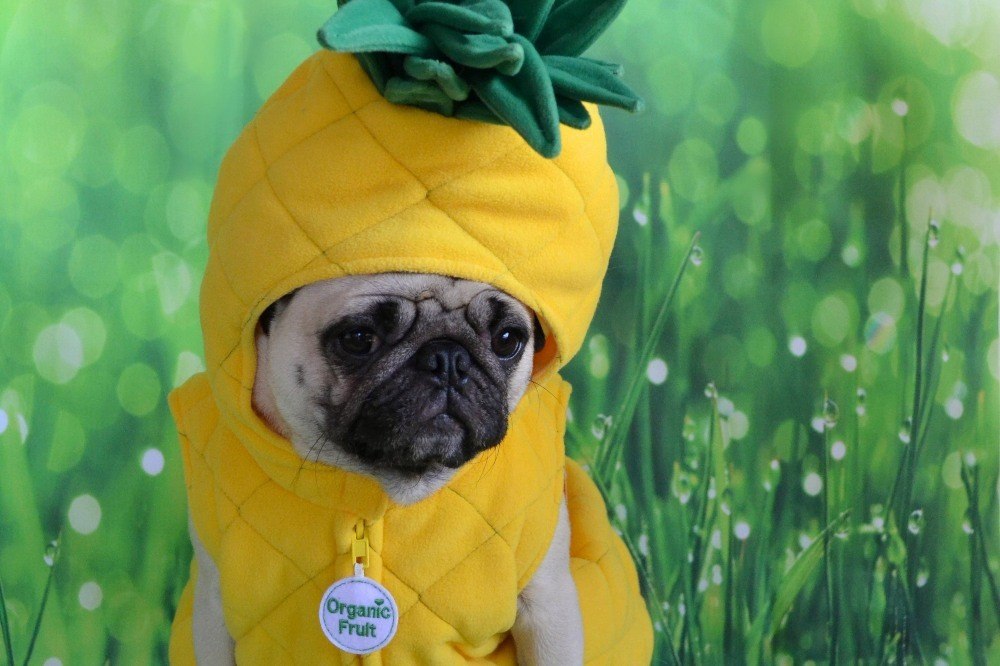 Can Dogs Be Vegan? 🐶 Off The Leash