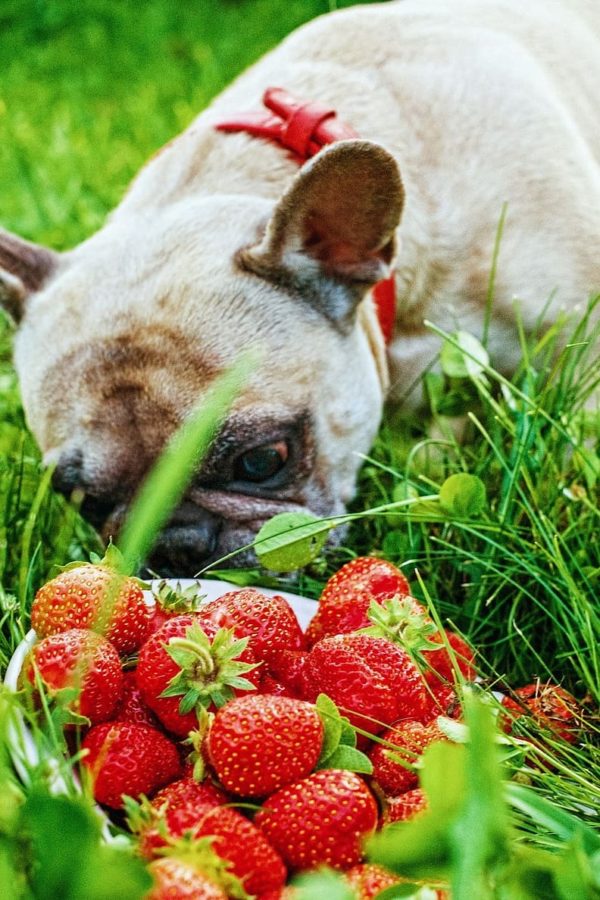 Can Dogs Be Vegan? And Is it Ethical? 🐶 Off The Leash