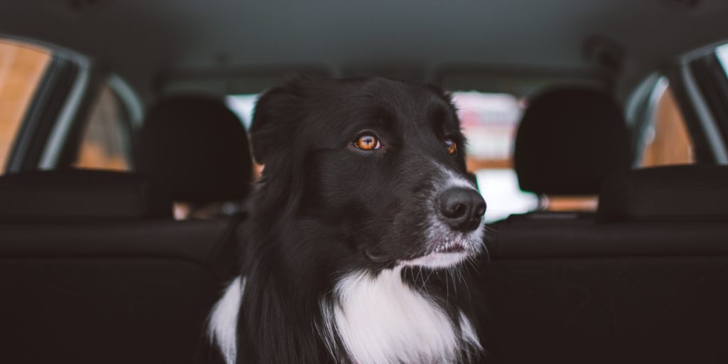 Uber pets