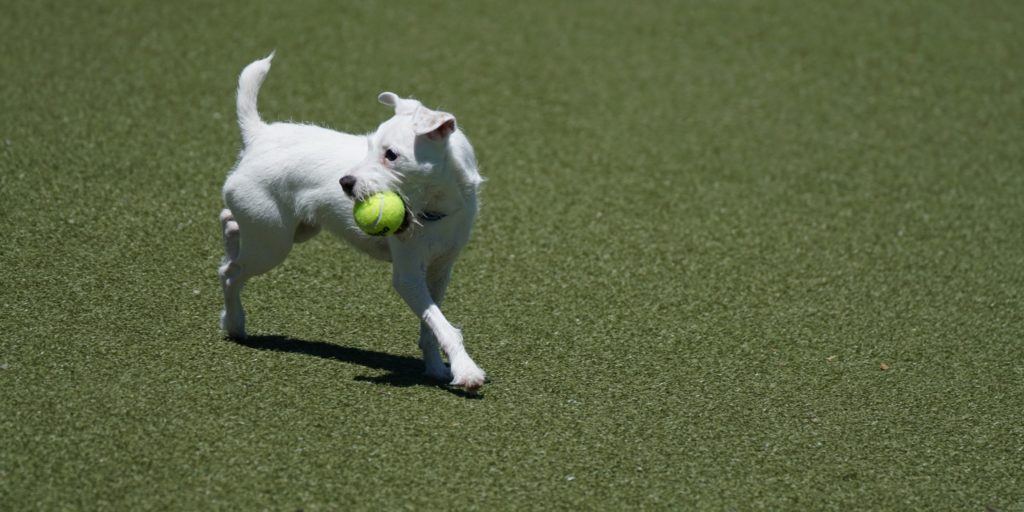 Dog park