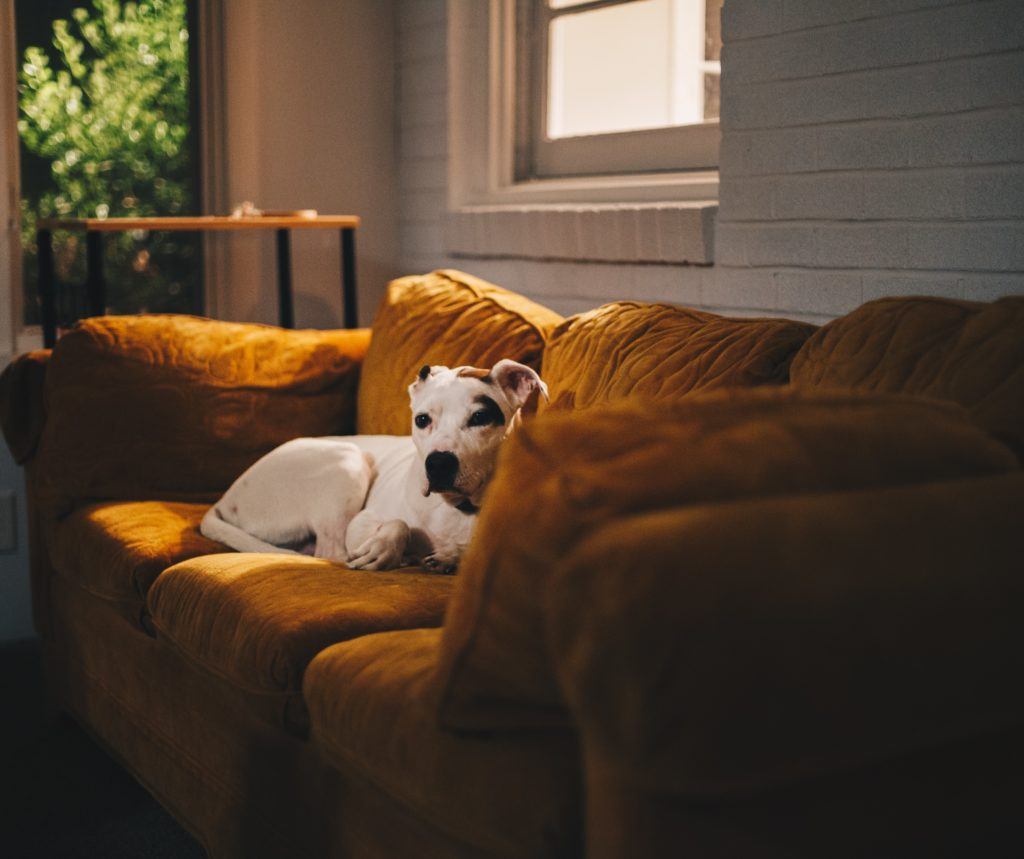 Pet rental laws
