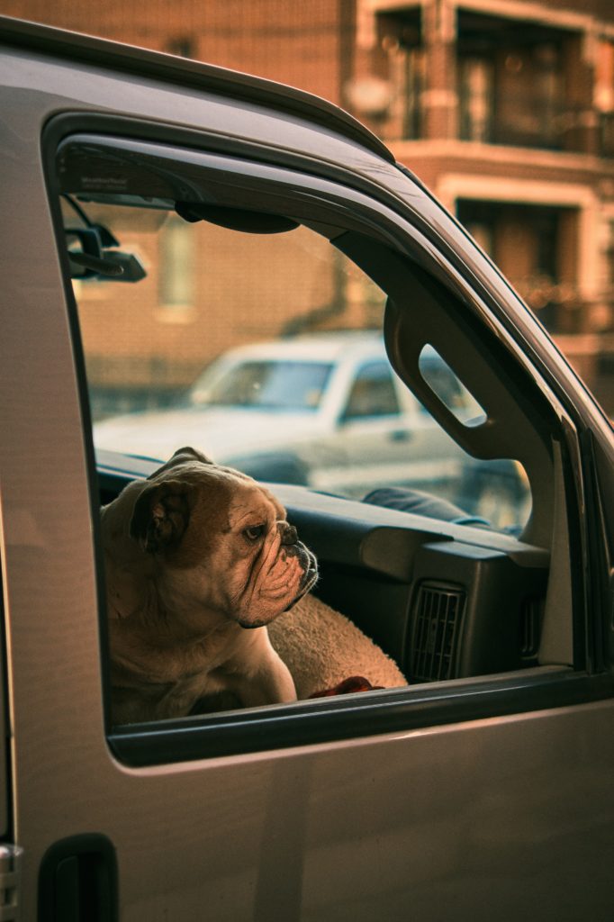 Uber pets