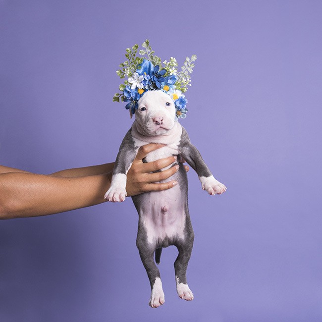 dog portraits