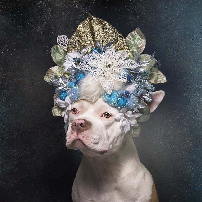 dog portraits
