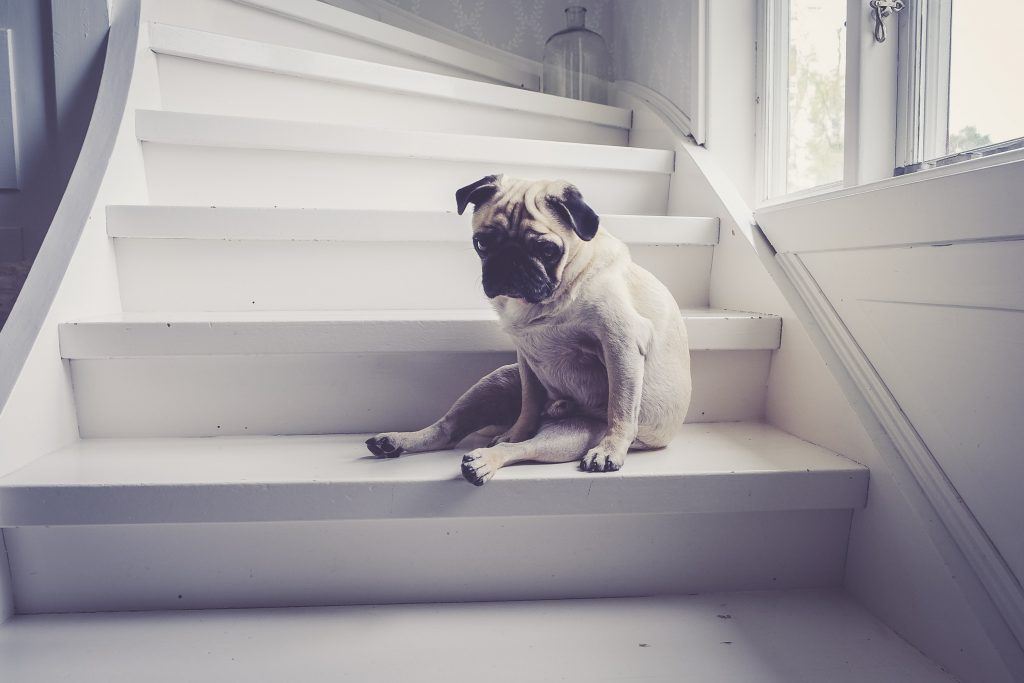 dogs in isolation