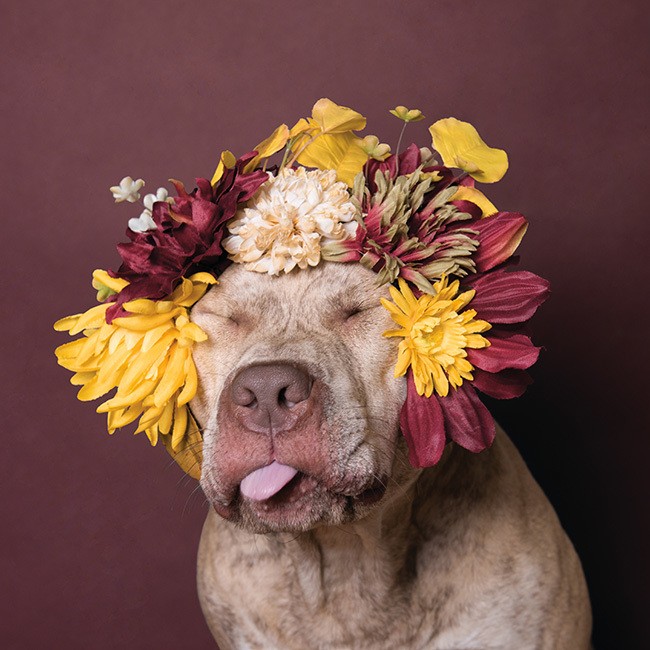 dog portraits