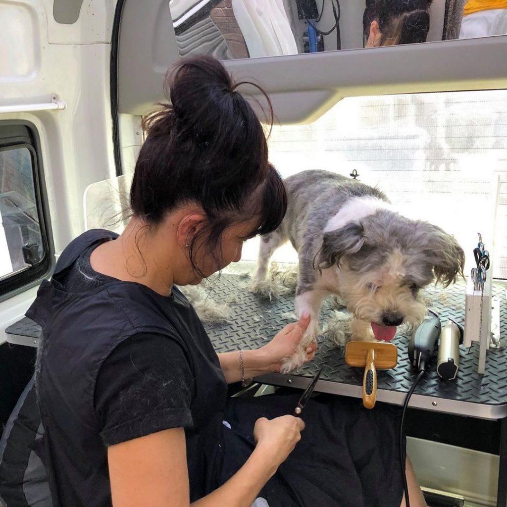 Help pets of the homeless