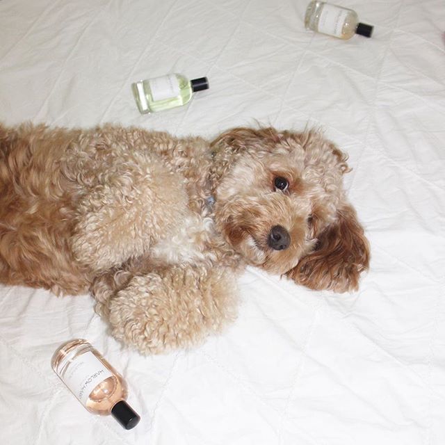 do dog like perfume