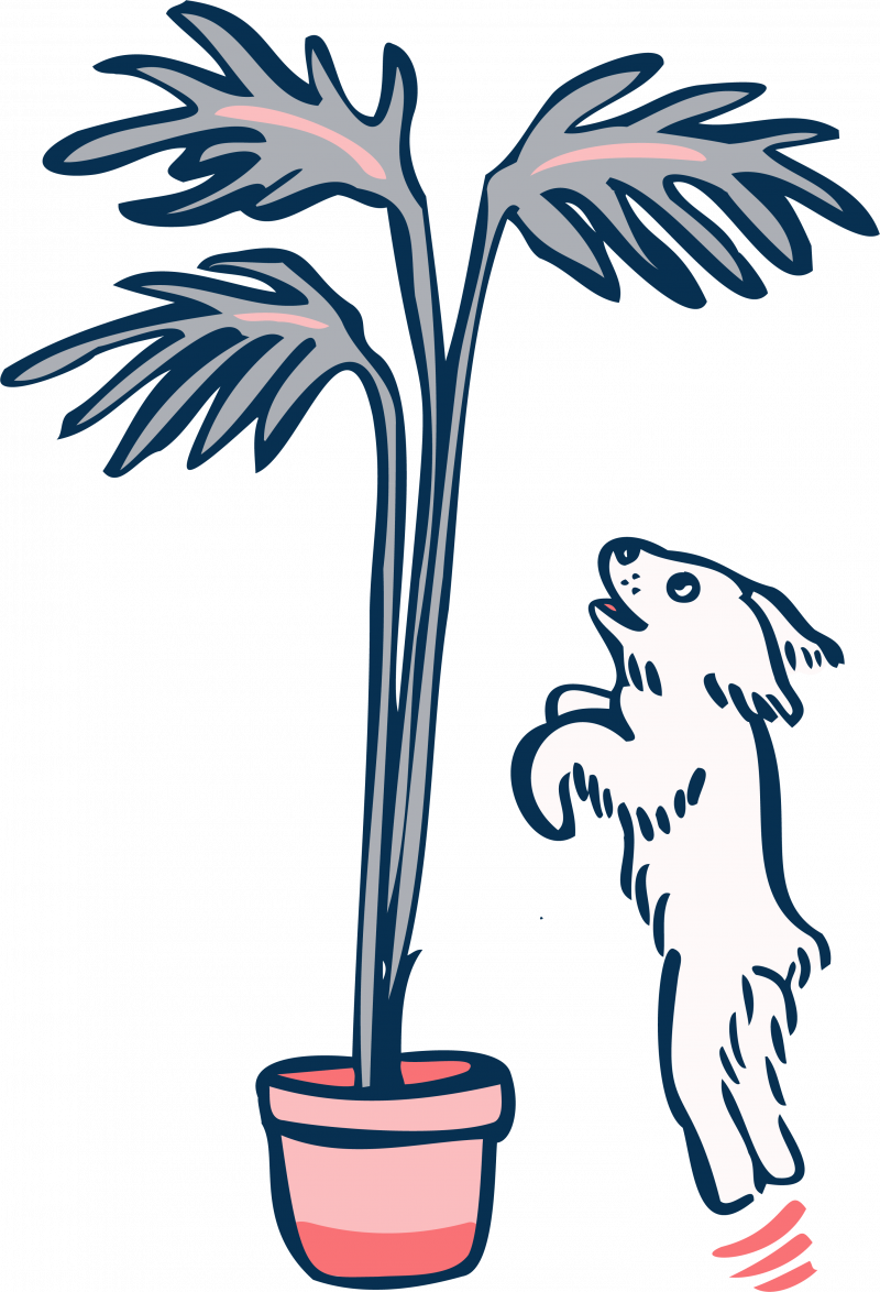 The Best Dog Friendly Plants for Indoor Gardens 🐶 Off The Leash