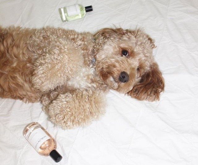 dog perfume australia