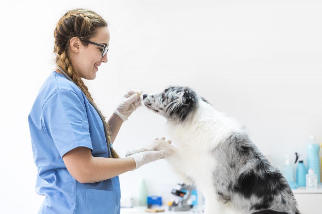 pet insurance