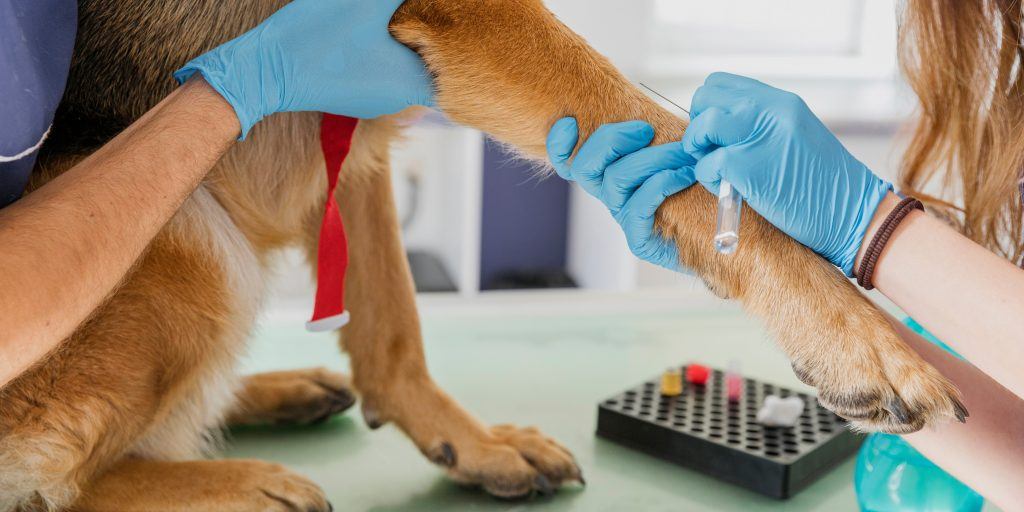 dog anti-vaxxers