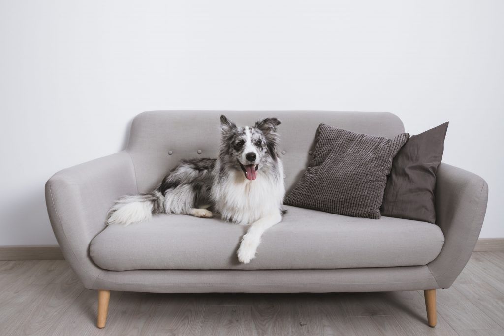 Preparing your home for a rescue dog