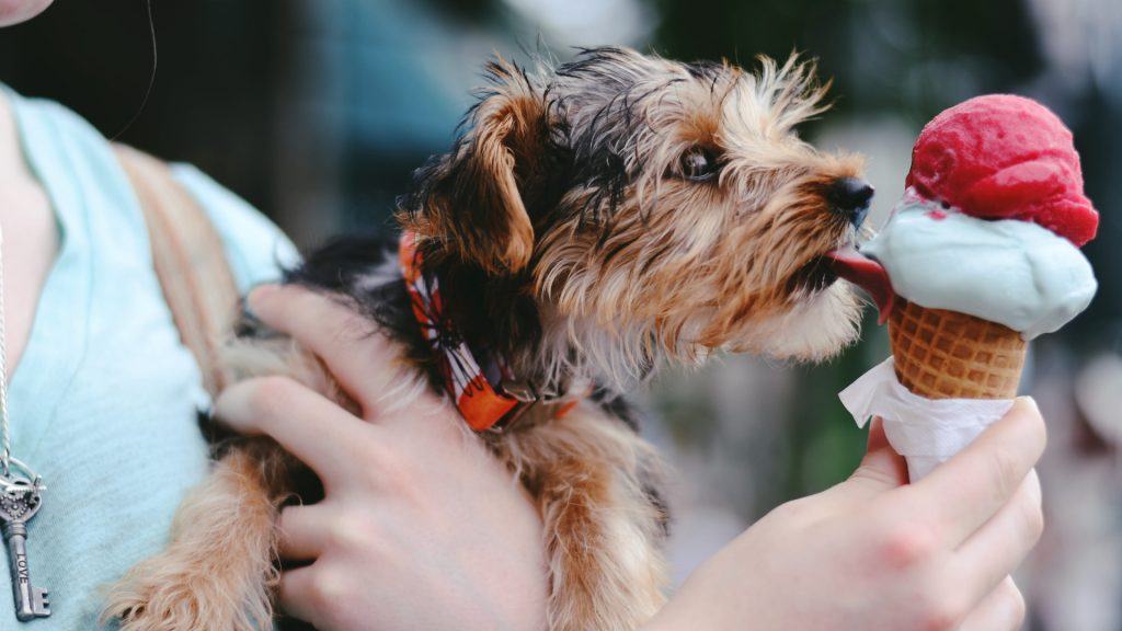 sharing food with dog unhygienic