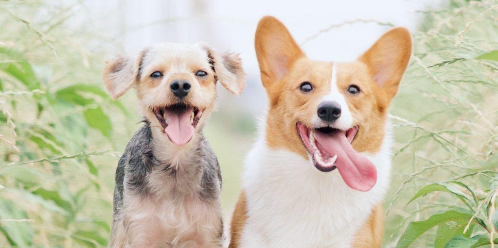 Are dog friendships real