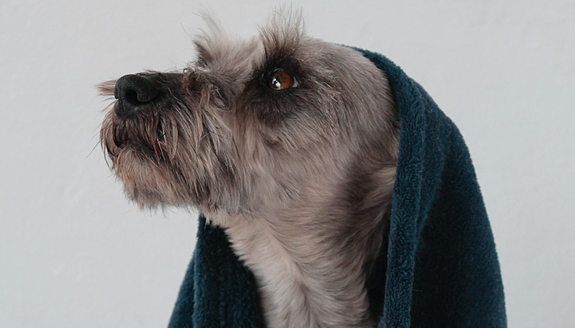 How often should you bathe your dog?