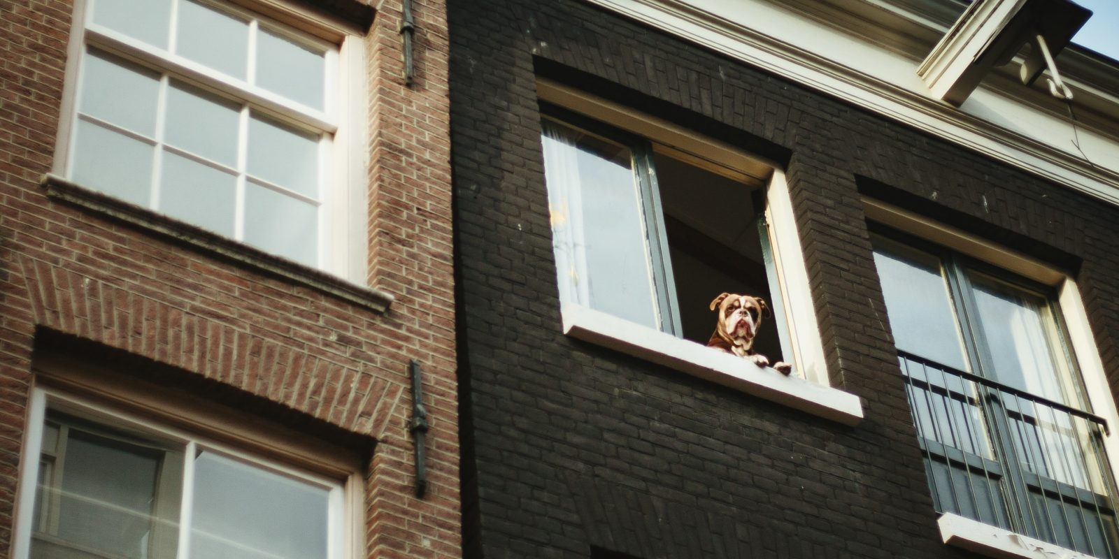 View of How to Find the Best Small Apartment Dogs 🐶 Off The Leash