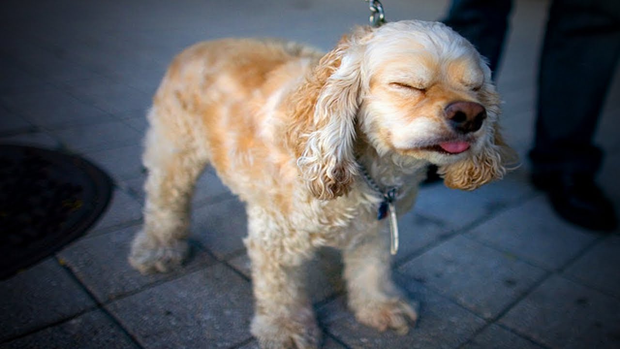 Why Does My Dog Sneeze When On His Back