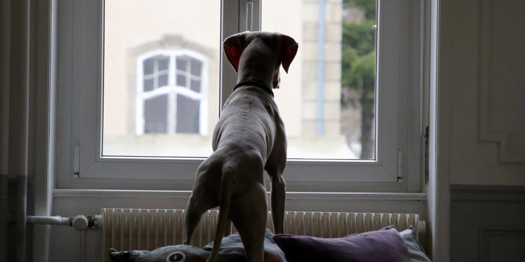 small apartment dogs