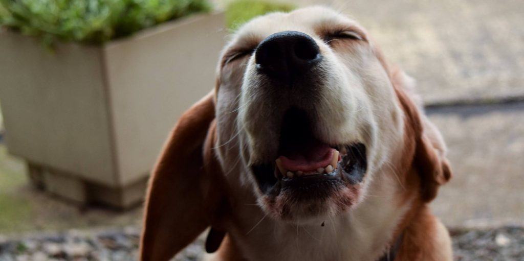 What Do Dog Sneezes Really Mean? 🐶 Off The Leash