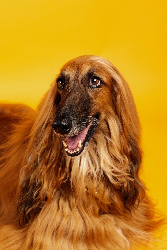 afgan hound