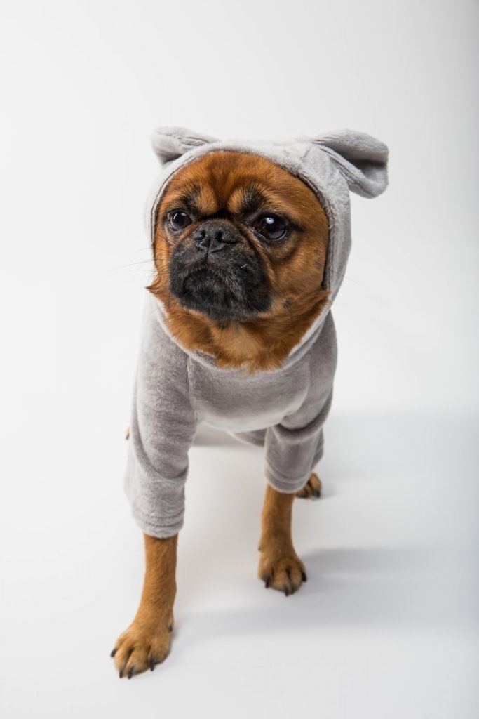Griffon Bruxellois