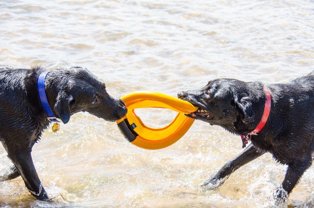 differences between dog toys