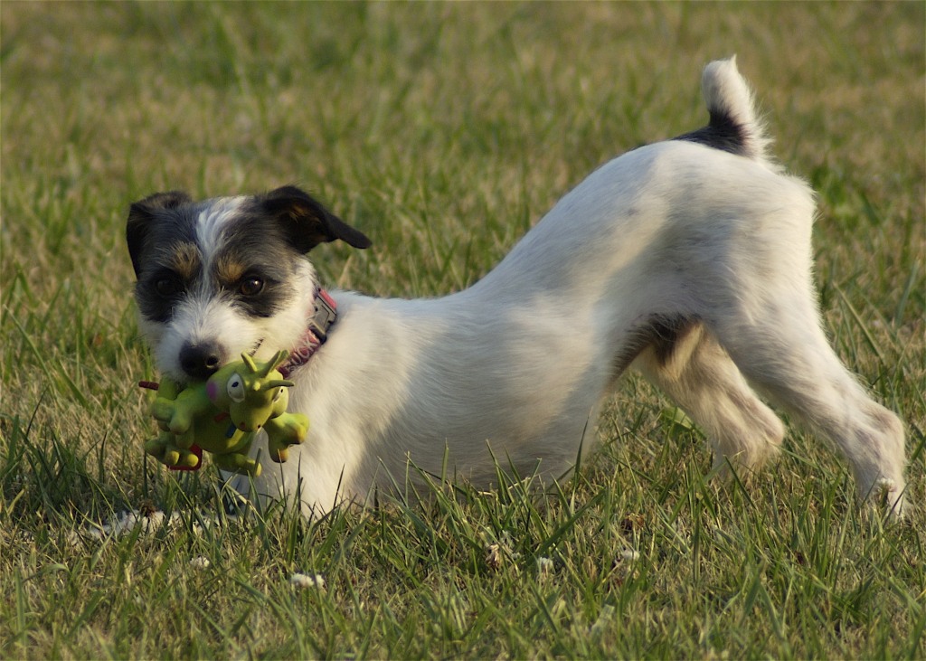 differences between dog toys