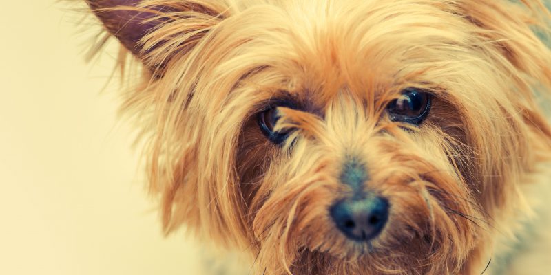 silky terriers