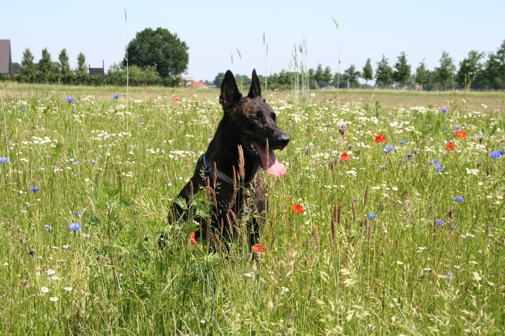 dog friendly cities