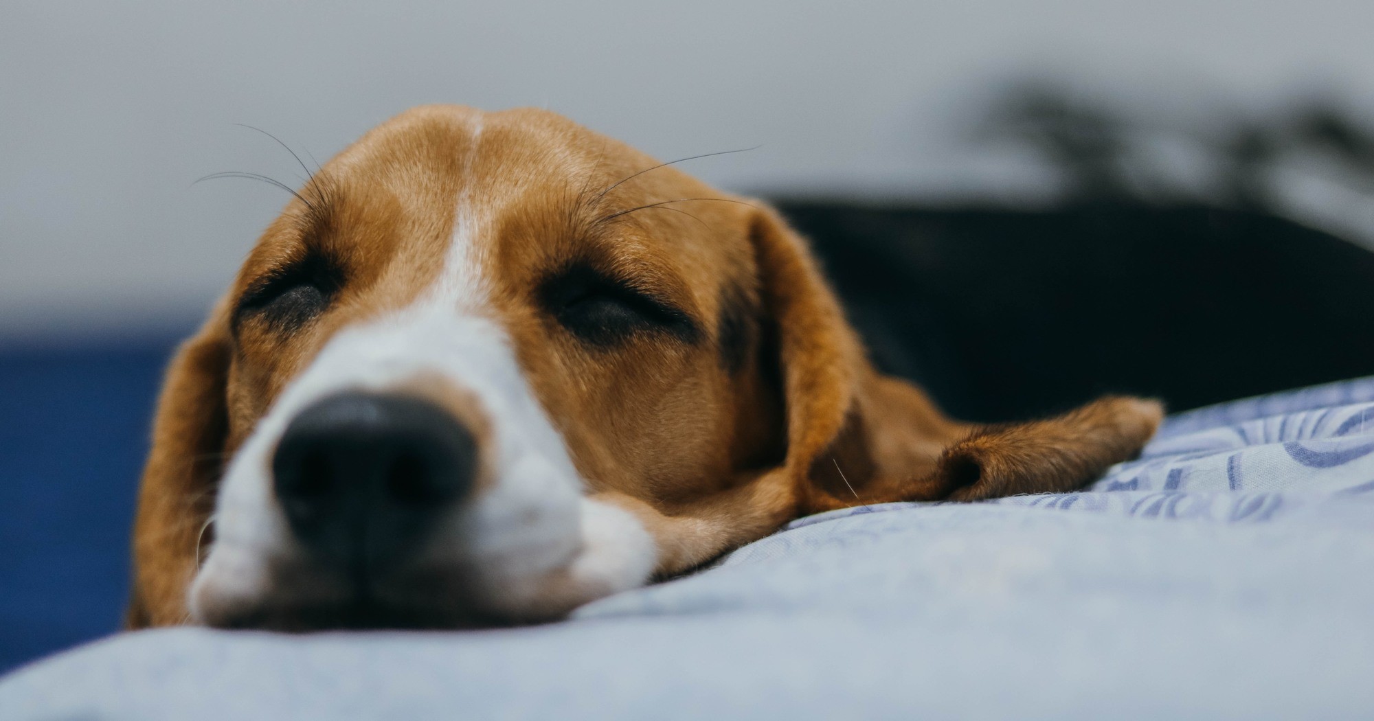 What Do Dogs Dream About? Off The Leash - Puppy Training Tips