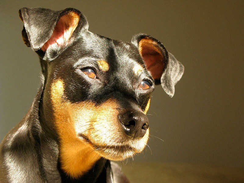 brown miniature pinscher