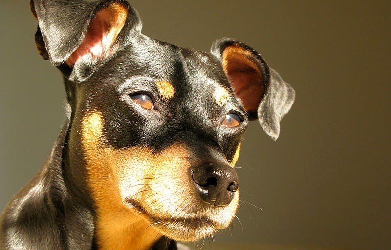 big miniature pinscher