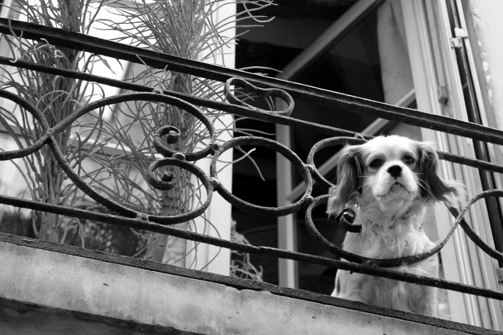 dog friendly cities