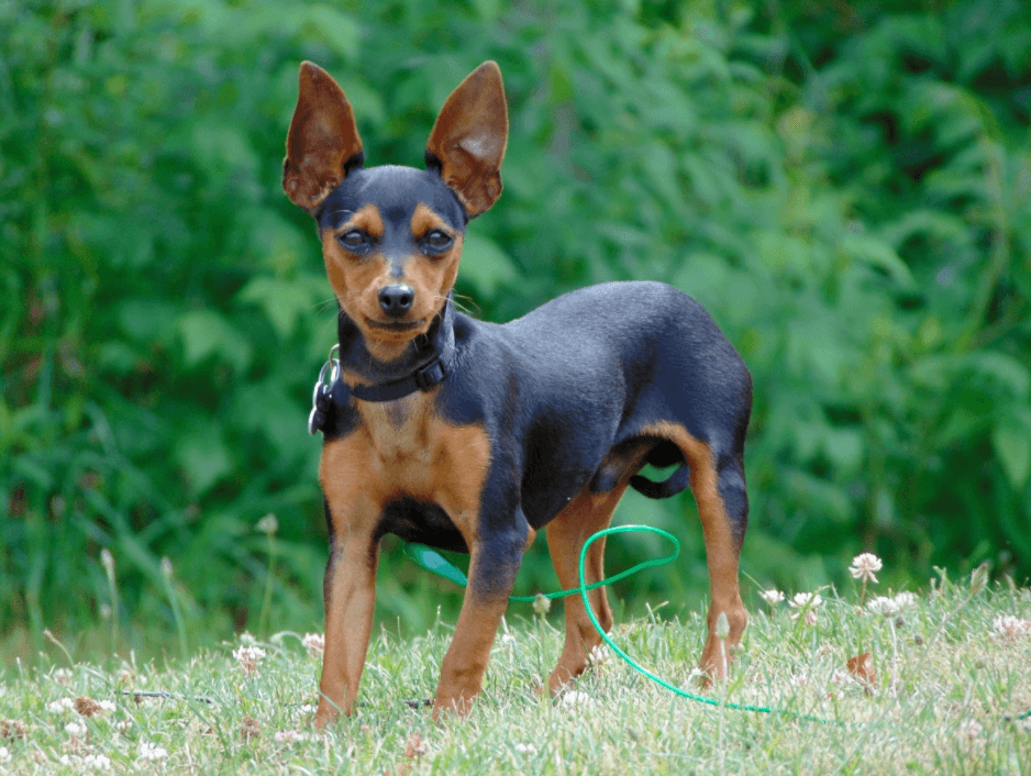 miniature pinscher breed guide
