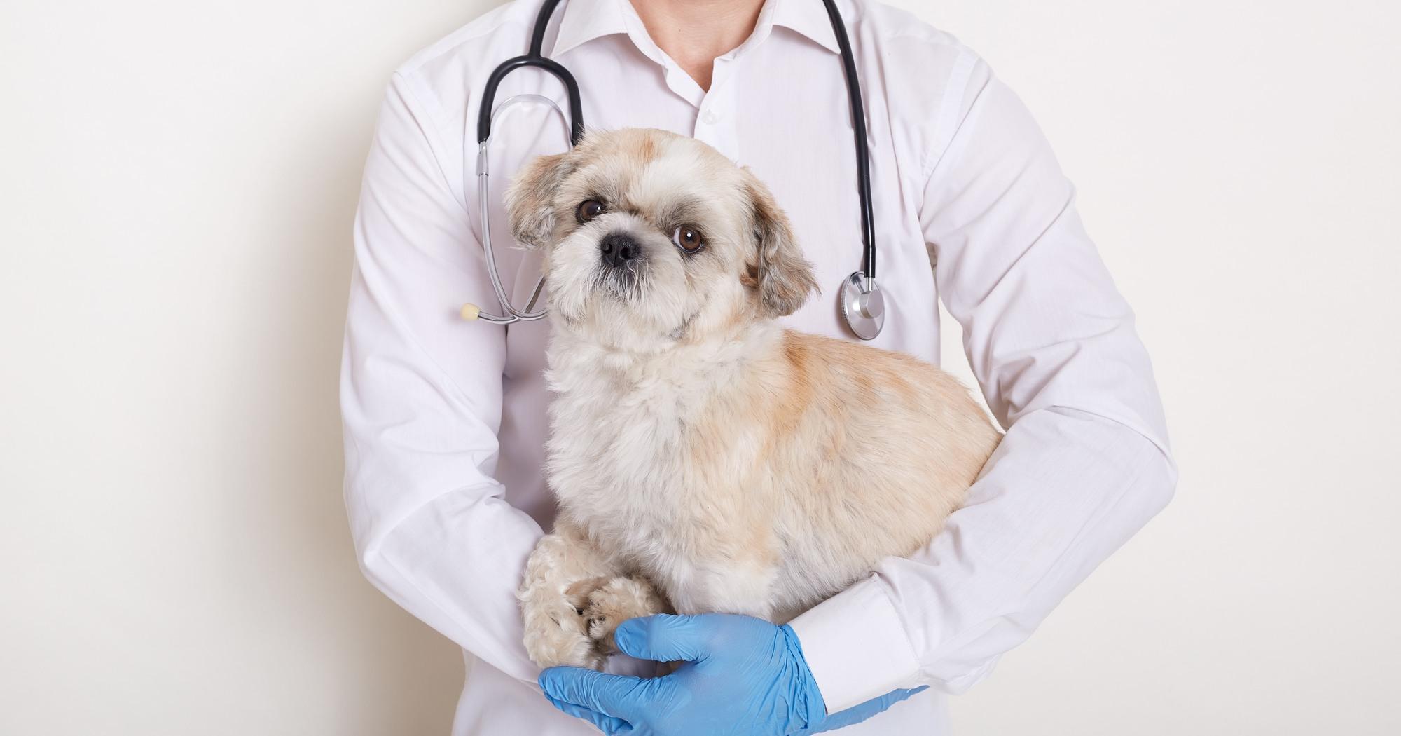 what do i need for my puppys first vet visit