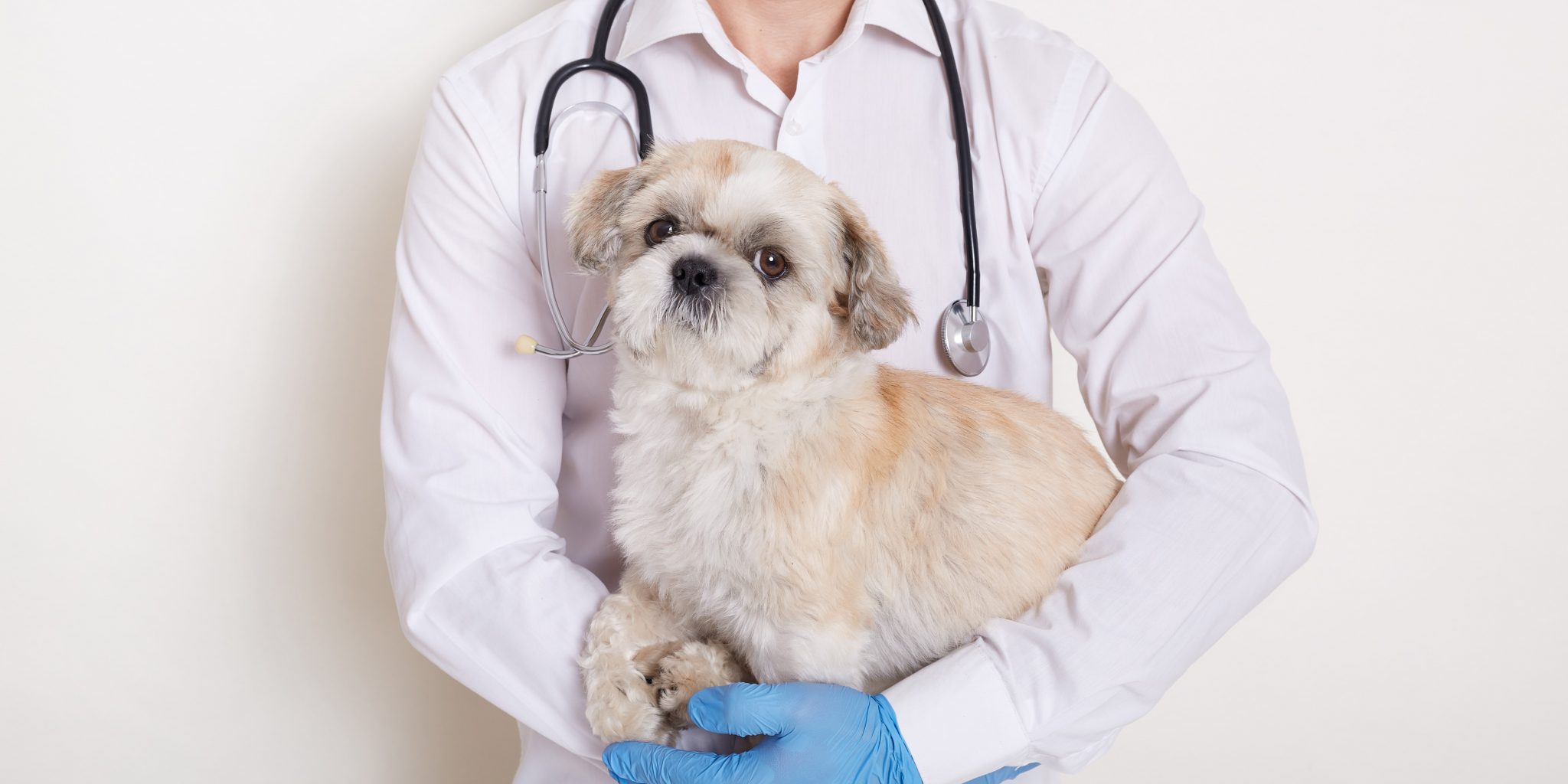 Preparing Your Dog Ready for Their First Vet Visit 🐶 Off The Leash
