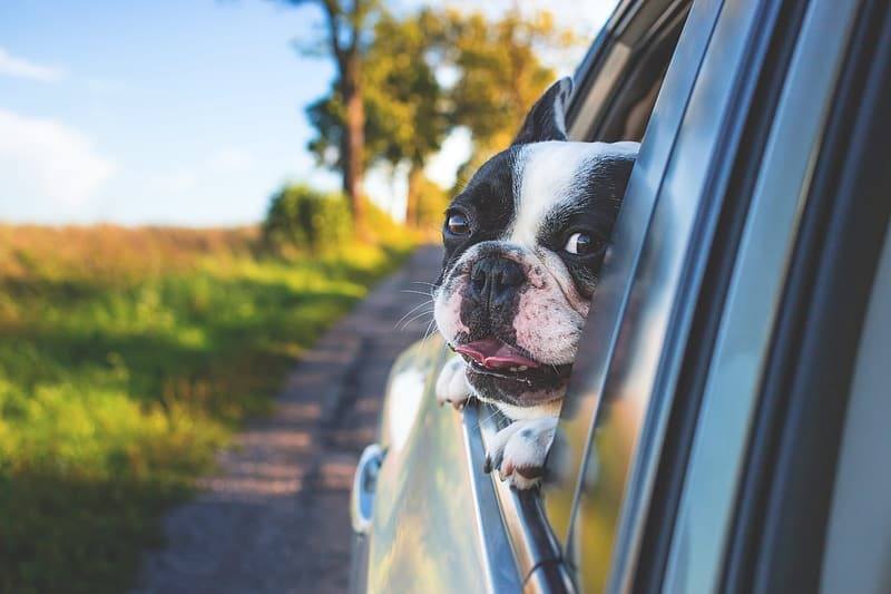 dog friendly road trips australia