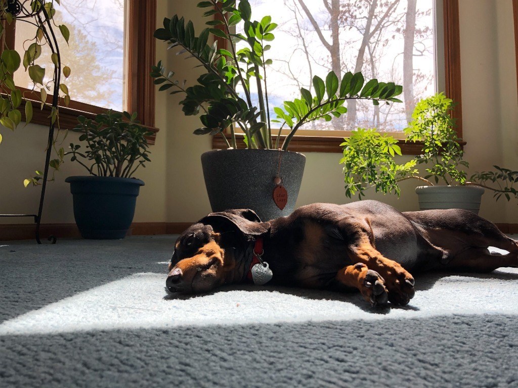 puppy proof your home