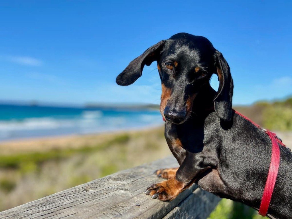 Dog-Friendly NSW Holiday
