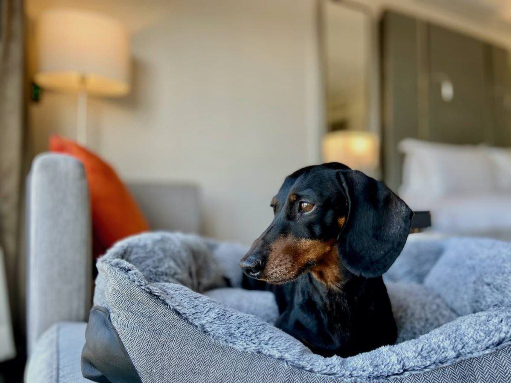 Dog-Friendly NSW Holiday