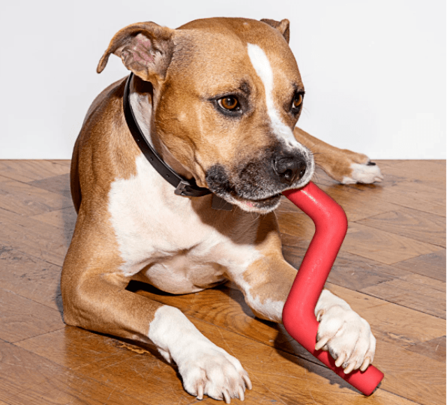 dog christmas presents