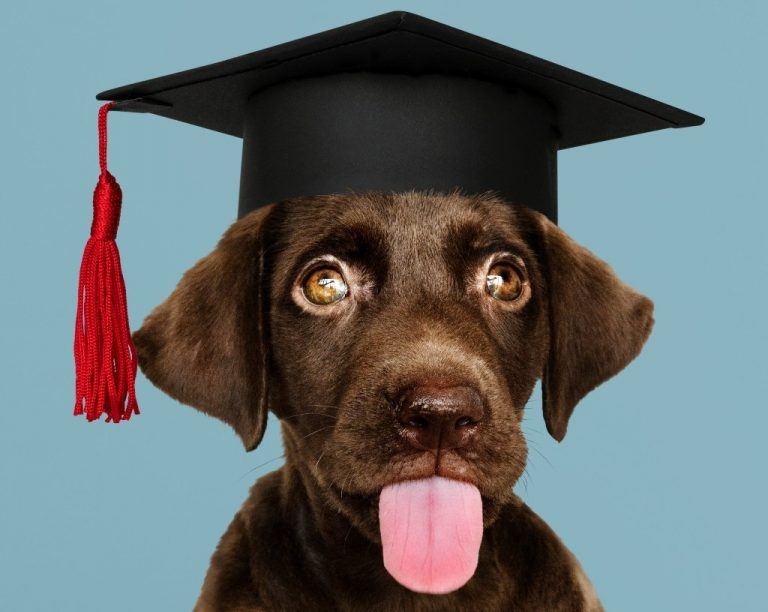How to Choose a Good Puppy School 🐶 Off The Leash