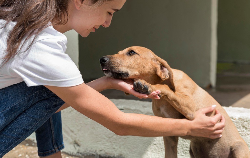 Choosing a rescue dog