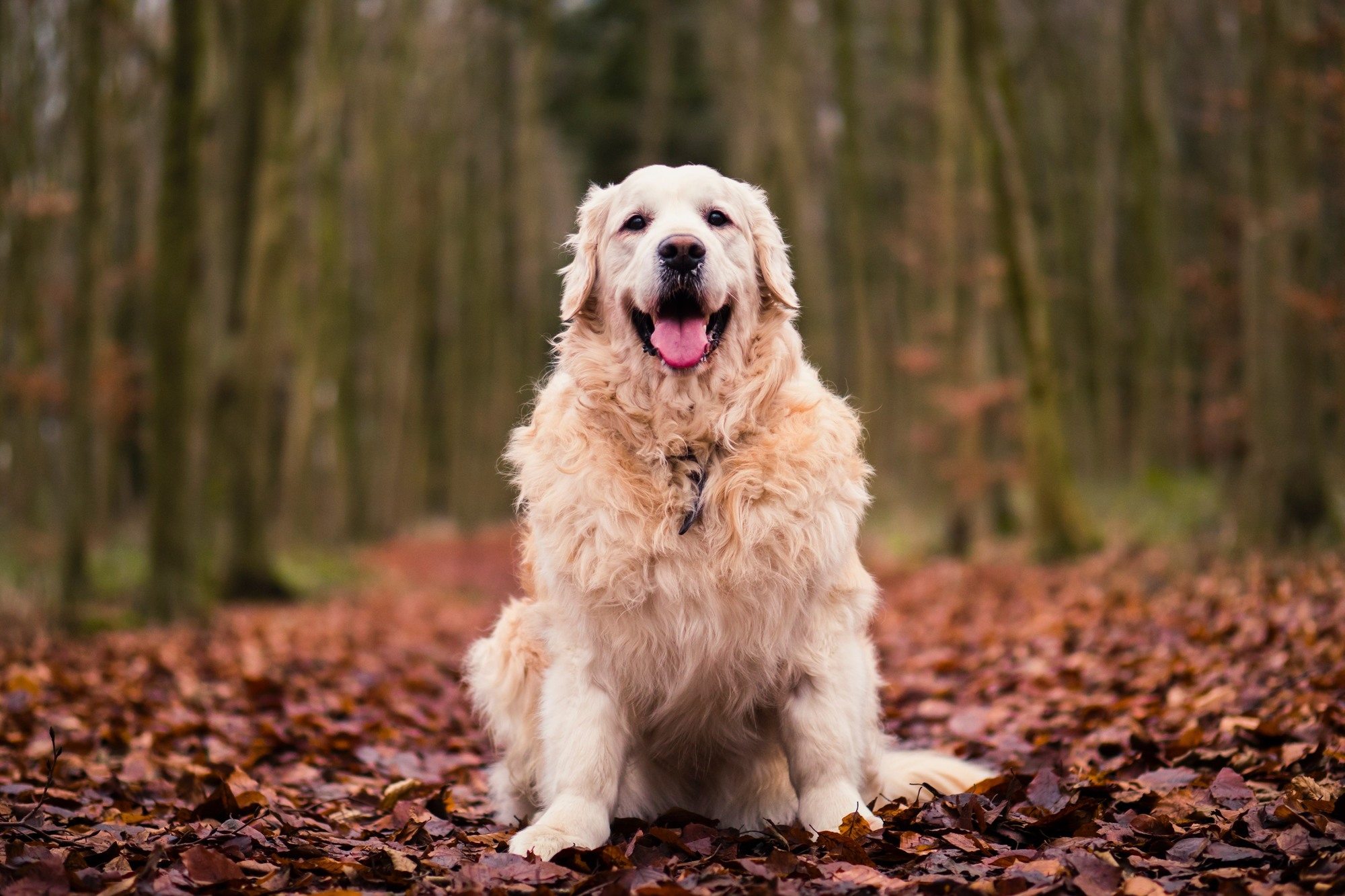 How to Help Your Dog Lose Weight 🐶 Off The Leash