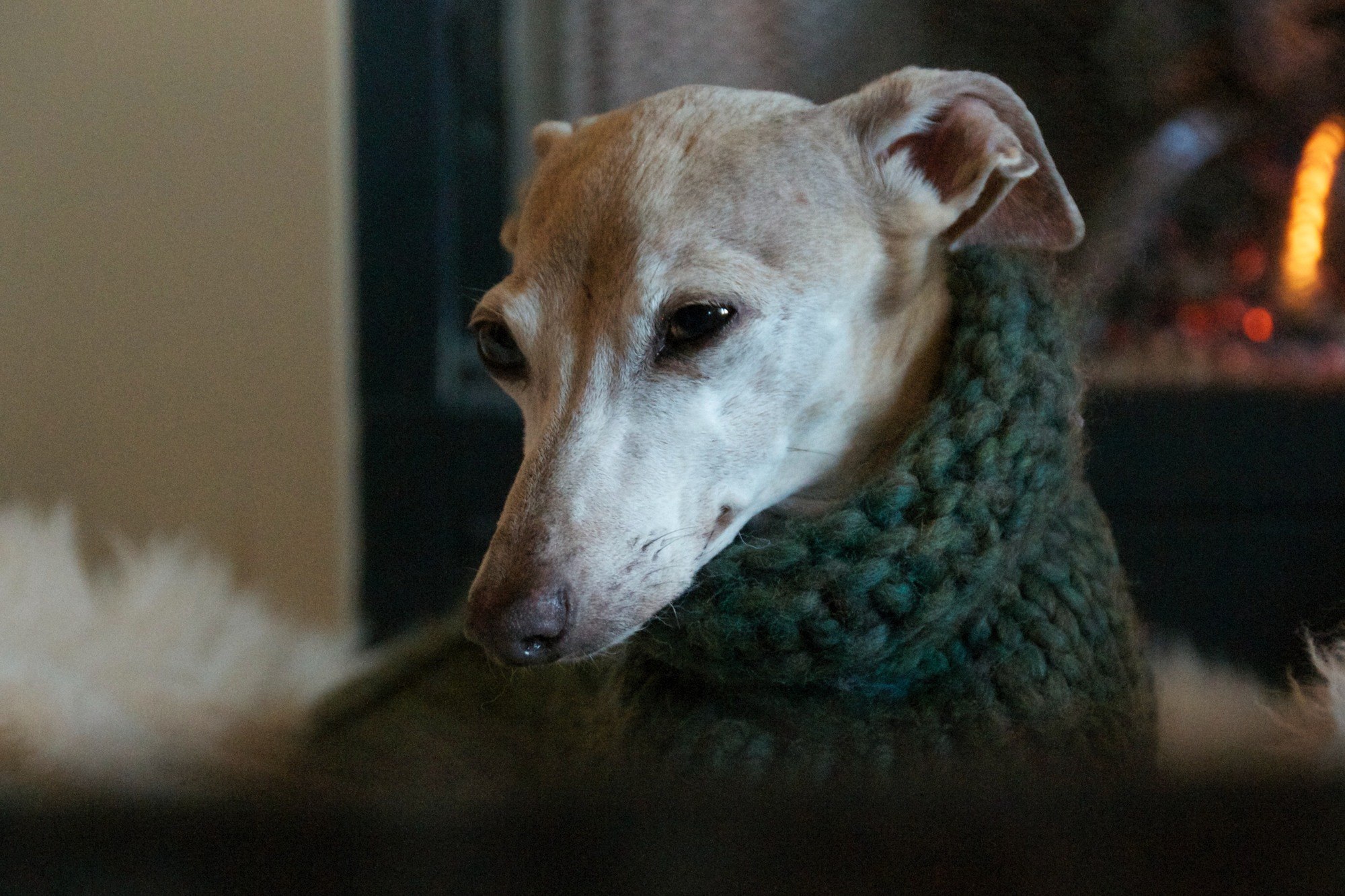 How to Tell If Your Dog Is Underweight 🐶 Off The Leash