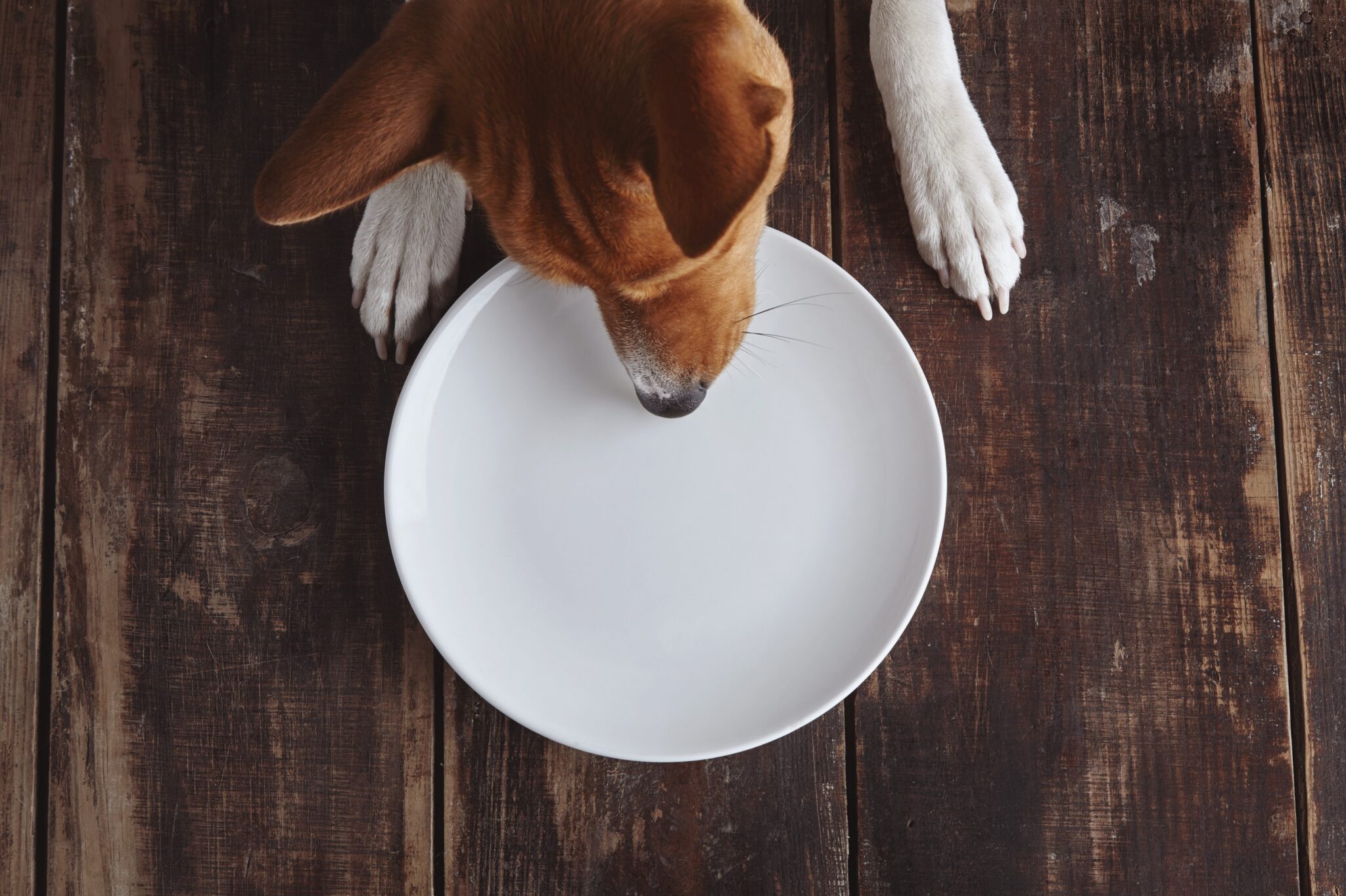 How to Tell If Your Dog Is Underweight 🐶 Off The Leash